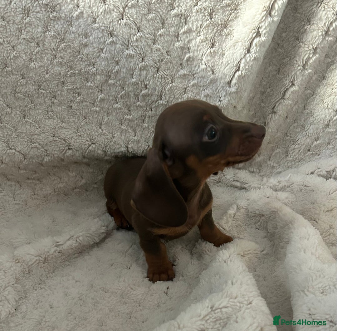 Miniature Dachshund dogs for sale:  ⭐️🐶Tiny tiny miniature dachshunds🐶⭐️ - Image 6