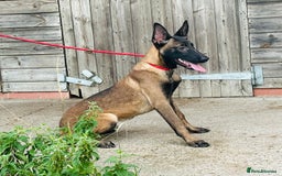 Belgian Shepherd Dog dogs for sale: Belgian Malinois / Dutch Herder  - Image 17