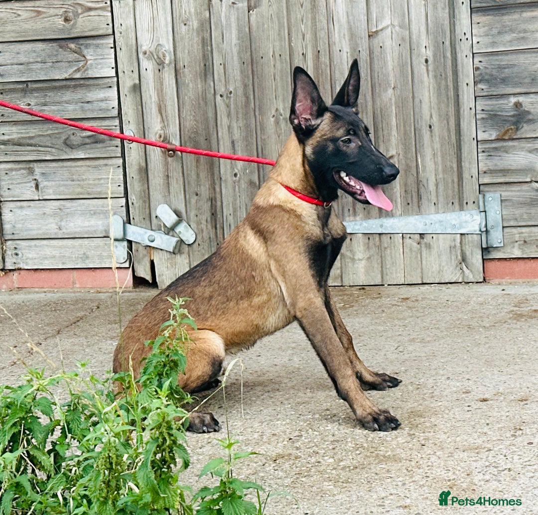Belgian Shepherd Dog dogs for sale: Belgian Malinois / Dutch Herder  - Image 17