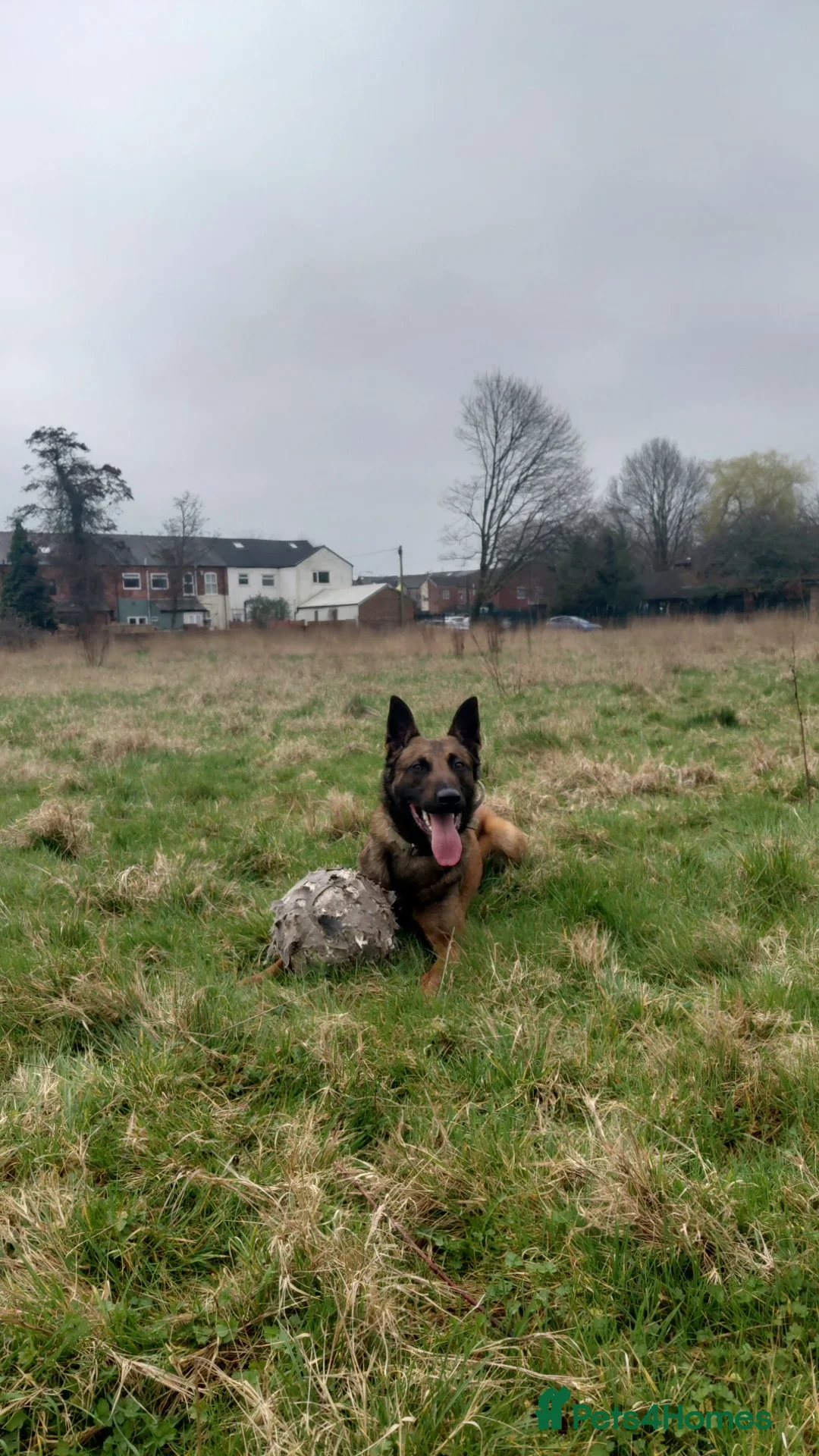 Belgian Shepherd Dog dogs for sale: Zeus  in Wigan - Advert 2