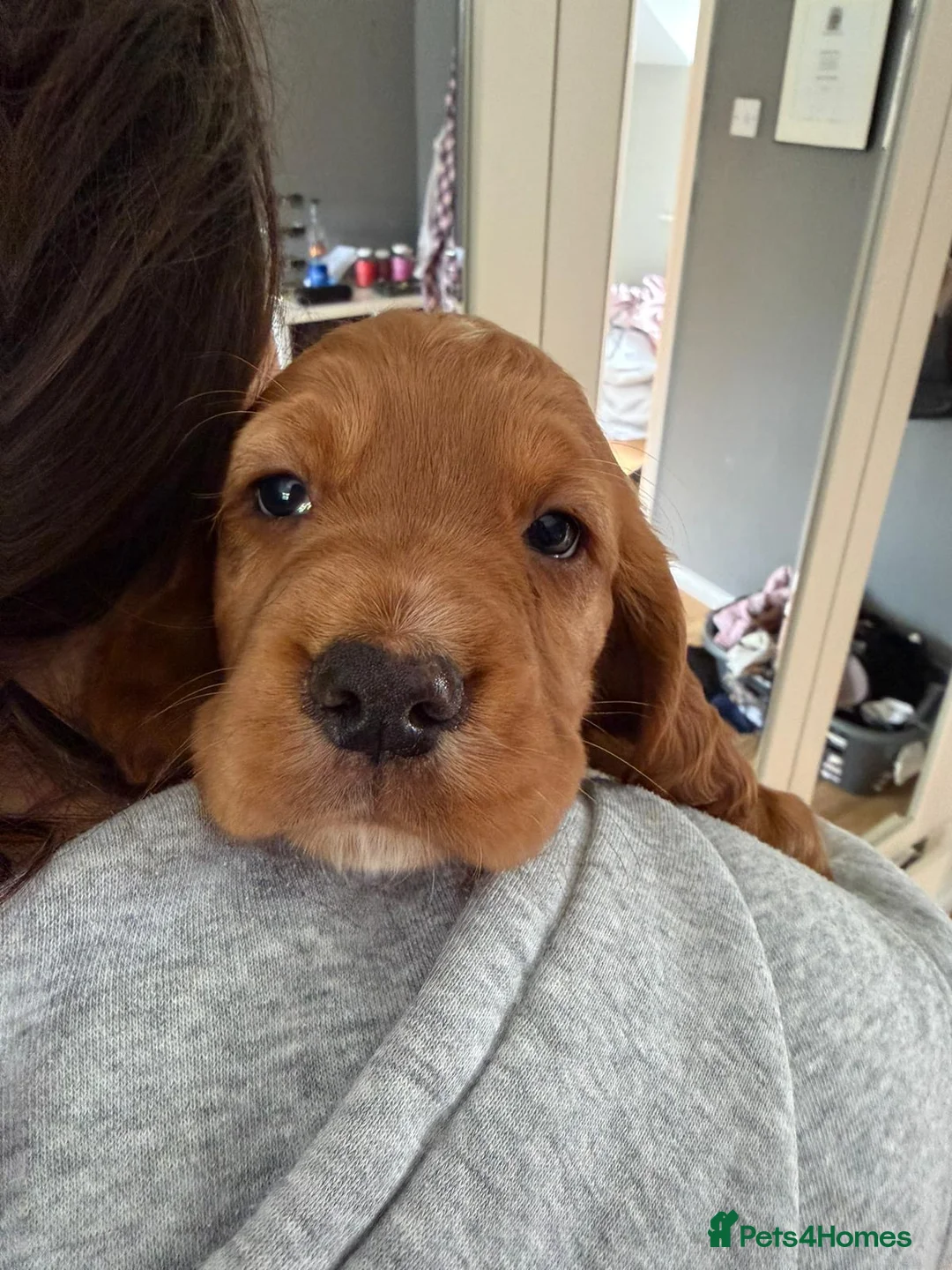Cocker Spaniel dogs for sale: Adorable cocker Spaniel Puppy - Advert 2