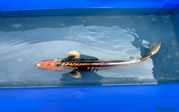 Koi Carp fish for sale: 1 x kujaku koi 1 x chagoi koi - Image 4