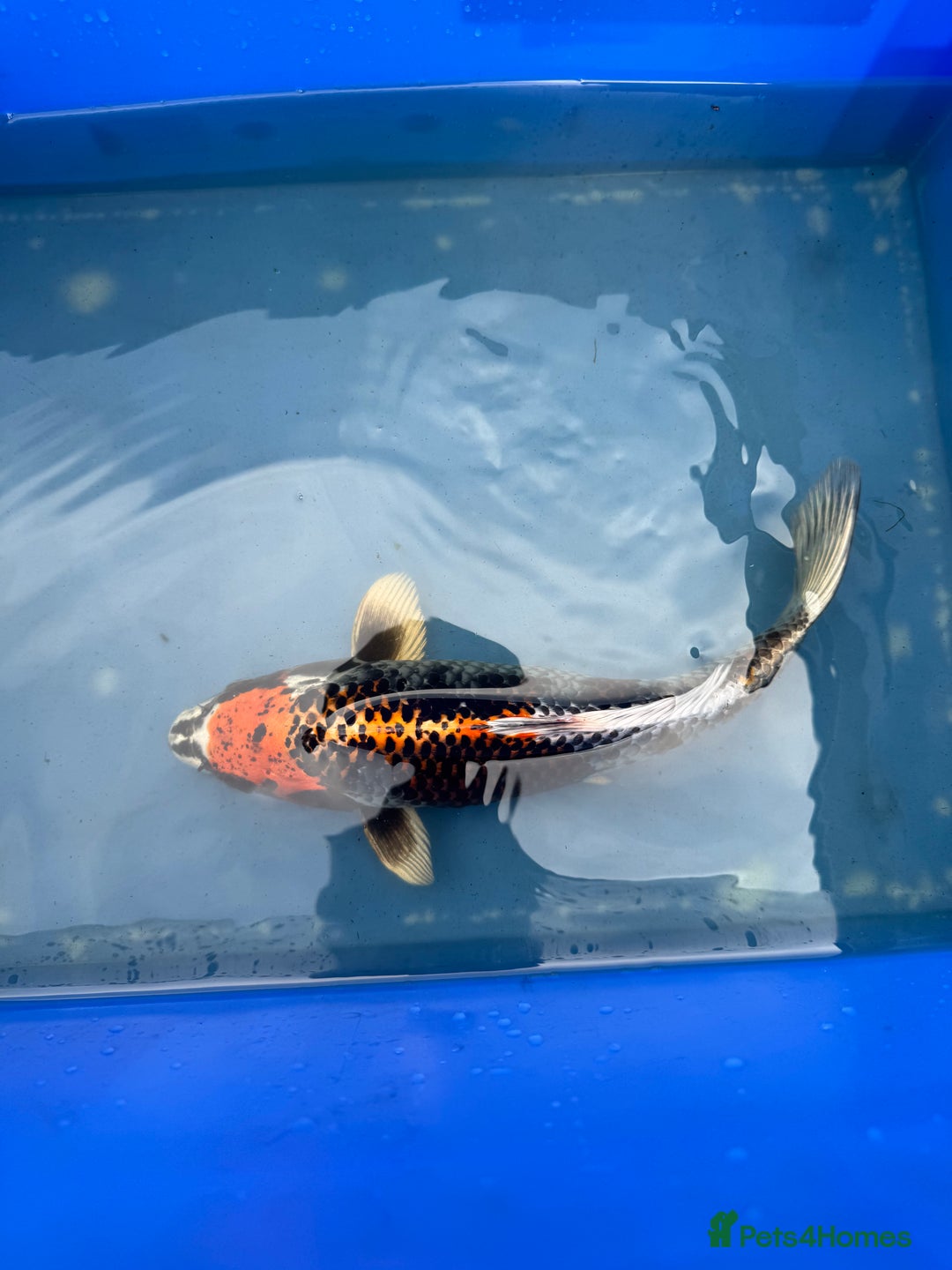 Koi Carp fish for sale: 1 x kujaku koi 1 x chagoi koi - Image 4
