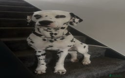Dalmatian dogs for stud: Dalmatian for STUD  in Berwick-upon-Tweed - Image 1