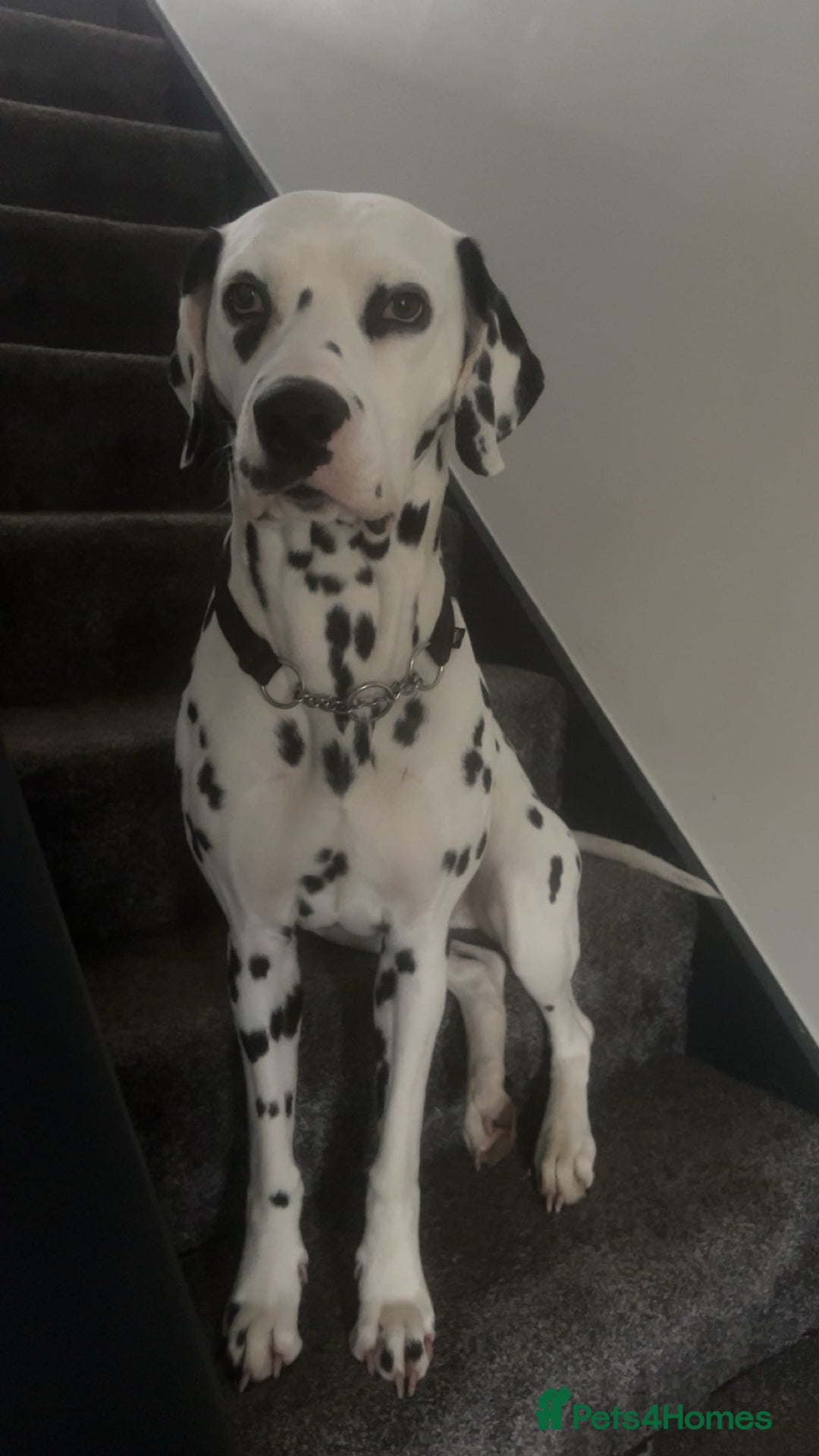 Dalmatian dogs for stud: Dalmatian for STUD  in Berwick-upon-Tweed - Image 1