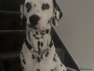 Dalmatian dogs Dalmatian for STUD in Berwick-upon-Tweed - Advert 15