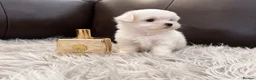 Maltese dogs for sale: Last Beautiful KC Registered Maltese Girl - Advert 1