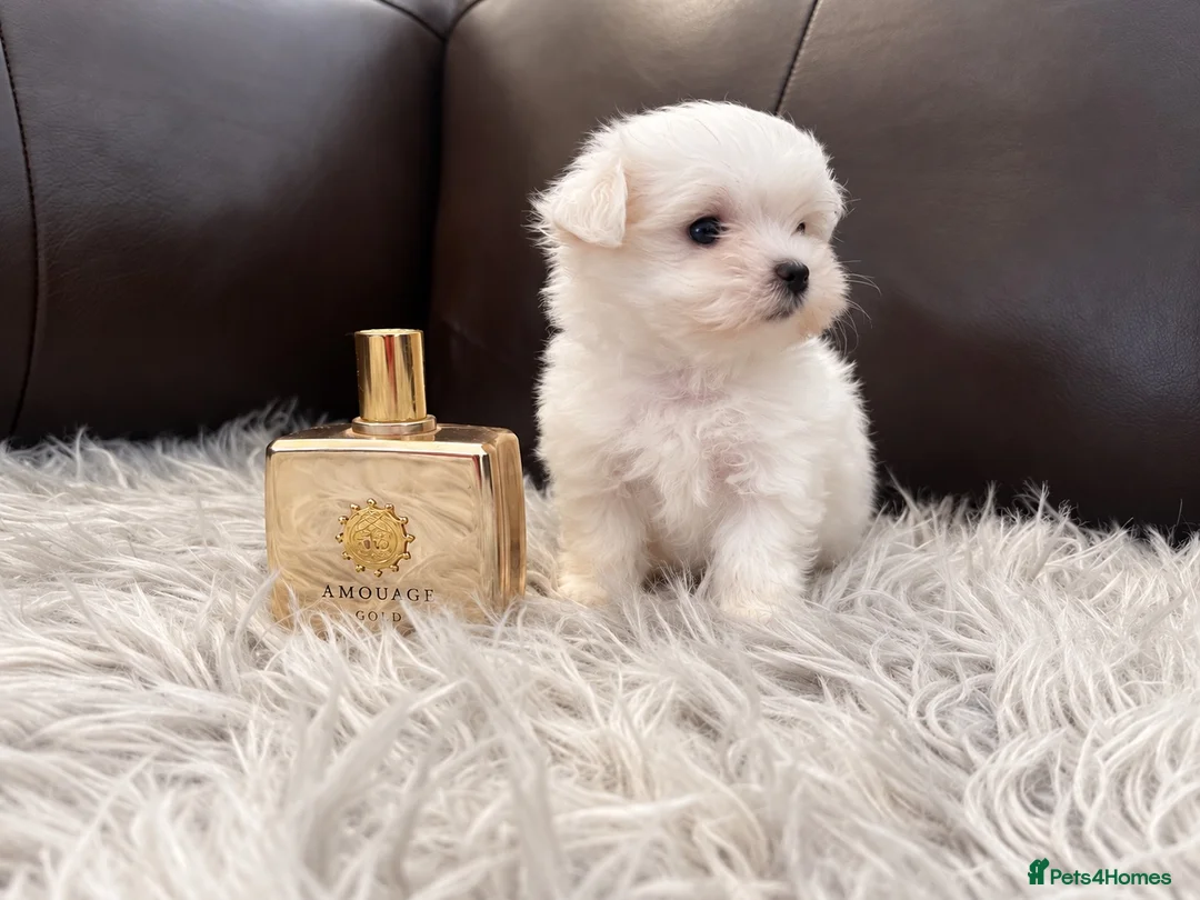 Maltese dogs for sale: Last Beautiful KC Registered Maltese Girl - Advert 1