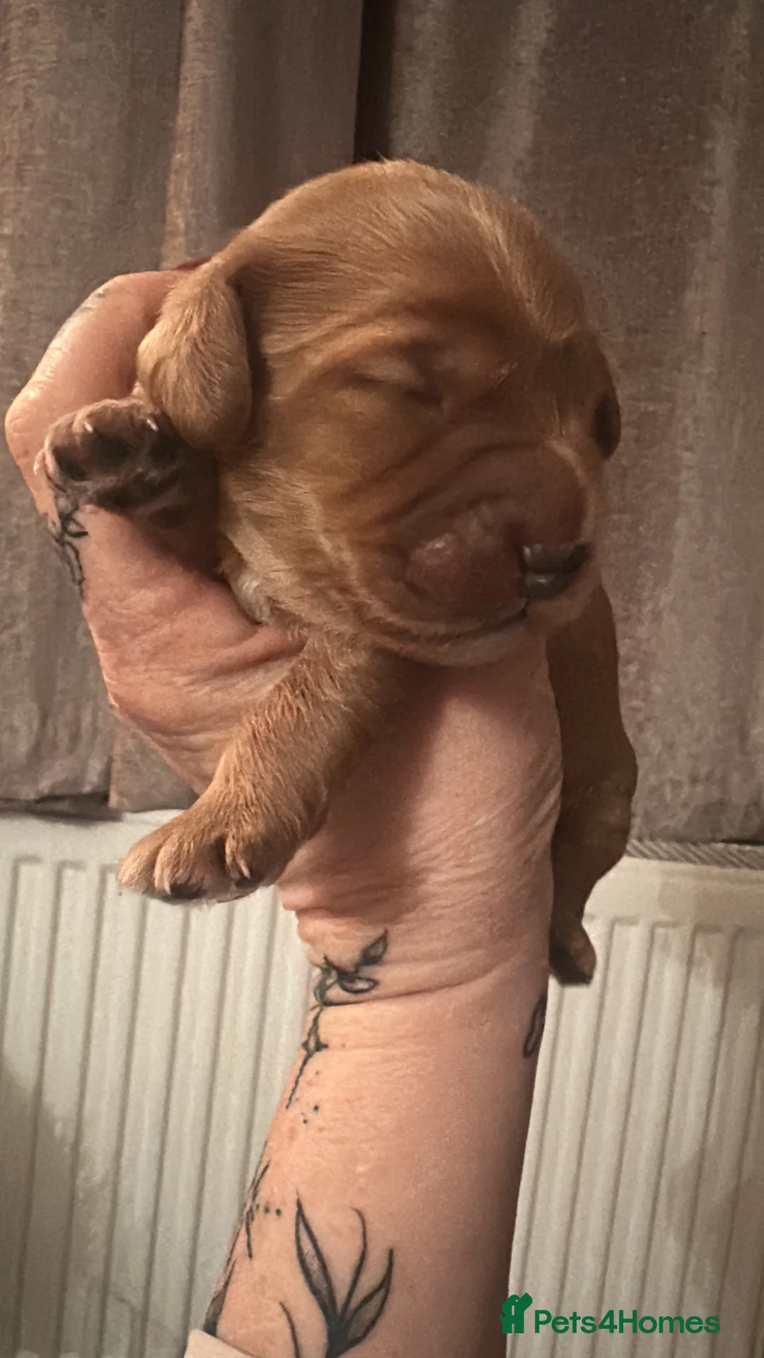 Cockapoo dogs for sale: F1b Cockapoo puppies  - Advert 7