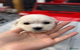 Bichon Frise dogs for sale: Beautiful Bichon Frise only 1 available  - Image 23