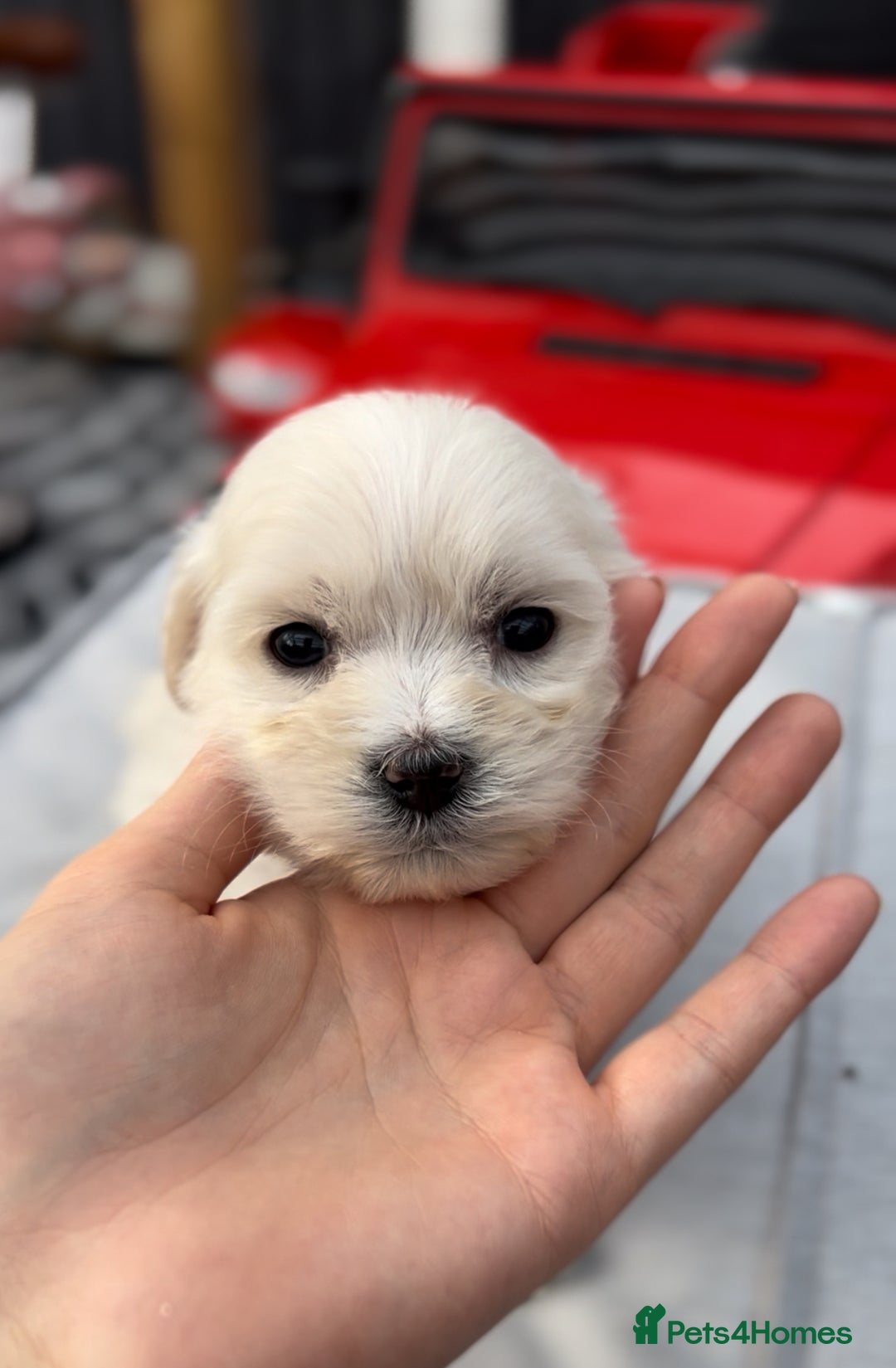 Bichon Frise dogs for sale: Beautiful Bichon Frise only 1 available  - Image 23