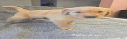 Golden Retriever dogs for sale: Puppies  - Advert 5