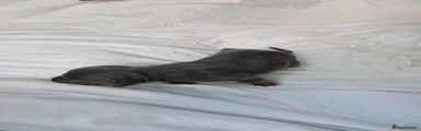 Miniature Dachshund 3