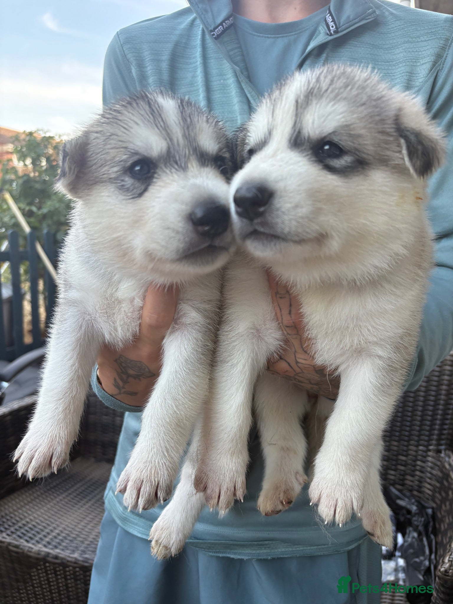 Utonagan dogs 7 stunning husky/malamute puppies - Advert 1