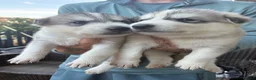 Utonagan dogs for sale: 7 stunning husky/malamute puppies in Waltham Abbey - Advert 13
