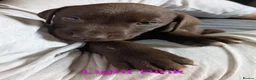 Mixed Breed dogs for sale: 10 Gorgeous male chocolate Labrador cross puppies  in Stafford - Advert 4