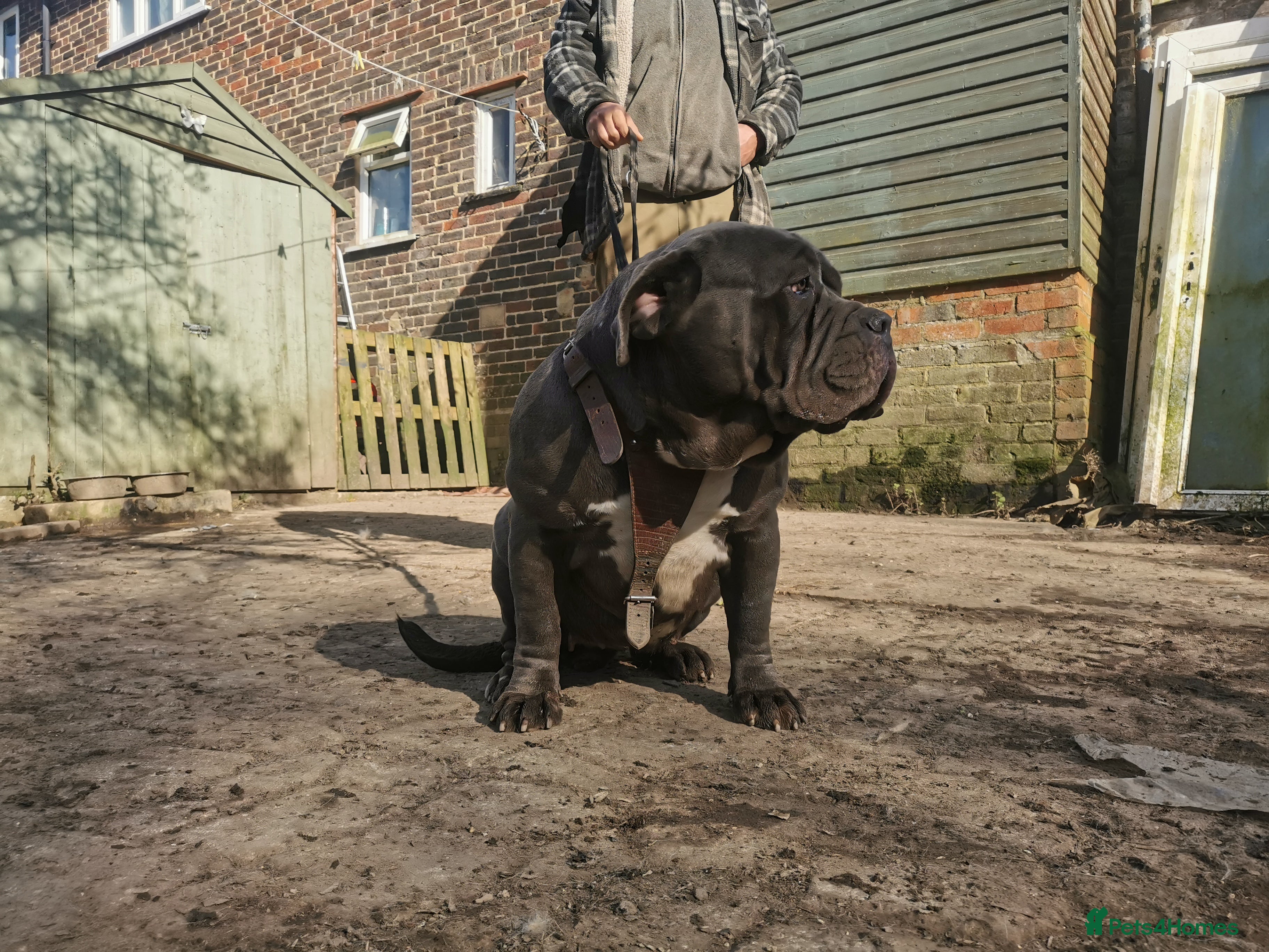 Mastiff dogs Stunning & stacked mastiff bitch for sale - Advert 1