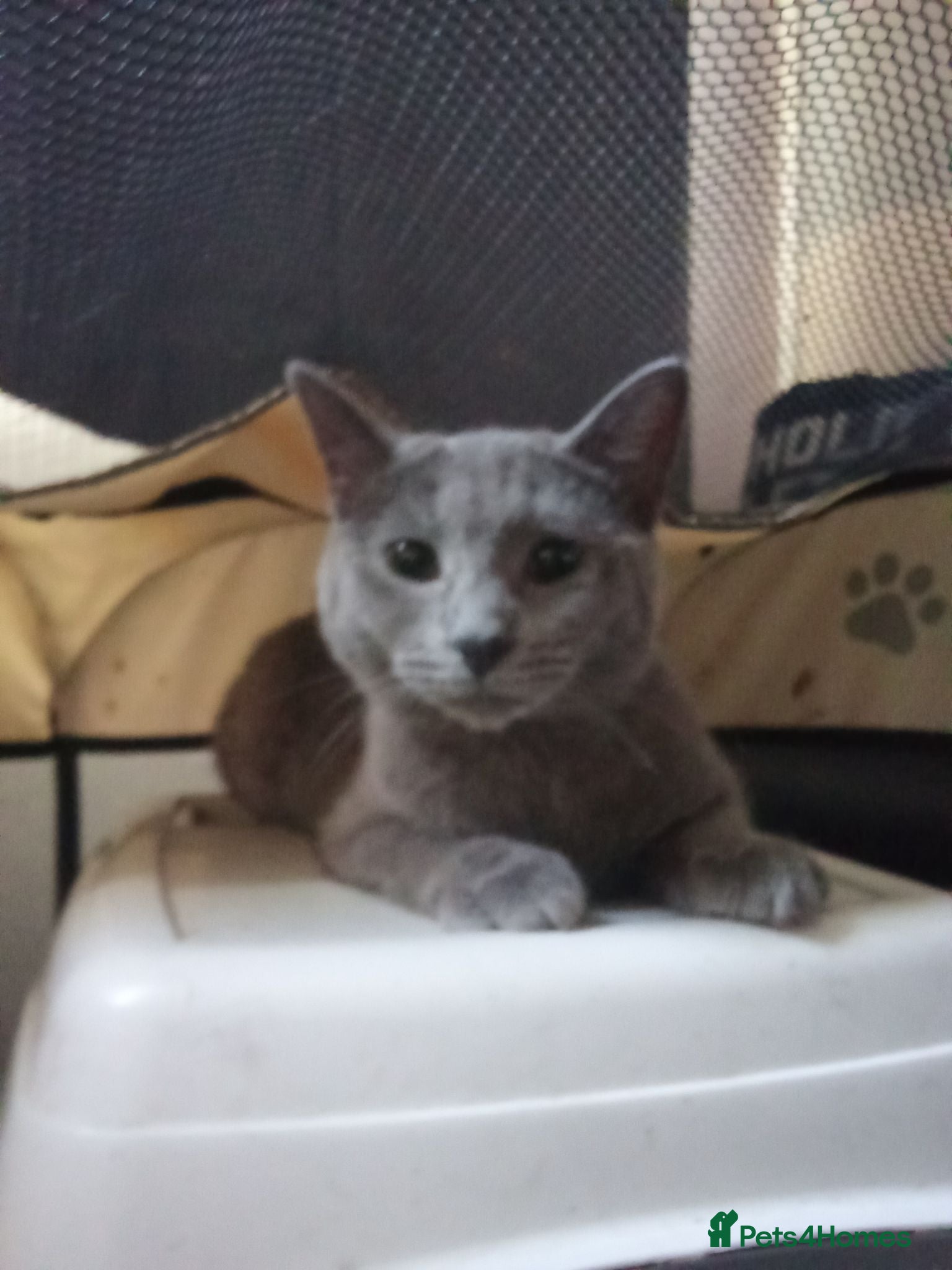 British Shorthair cats Blue British shorthair for her forever home! - Advert 3