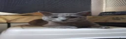 British Shorthair cats for sale: Blue British shorthair for her forever home! - Advert 1