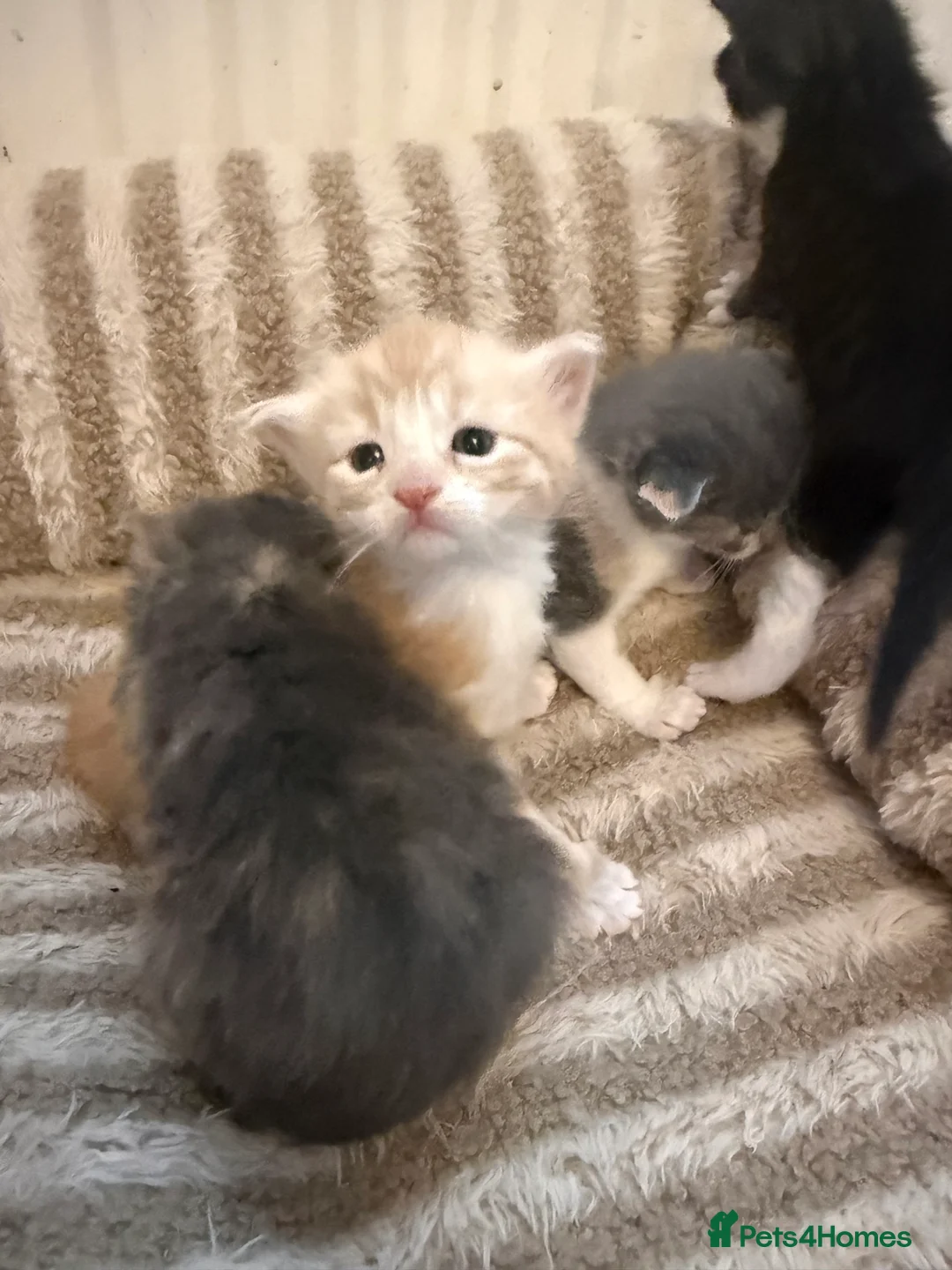 Maine Coon cats for sale: Maincoon mix  - Advert 5