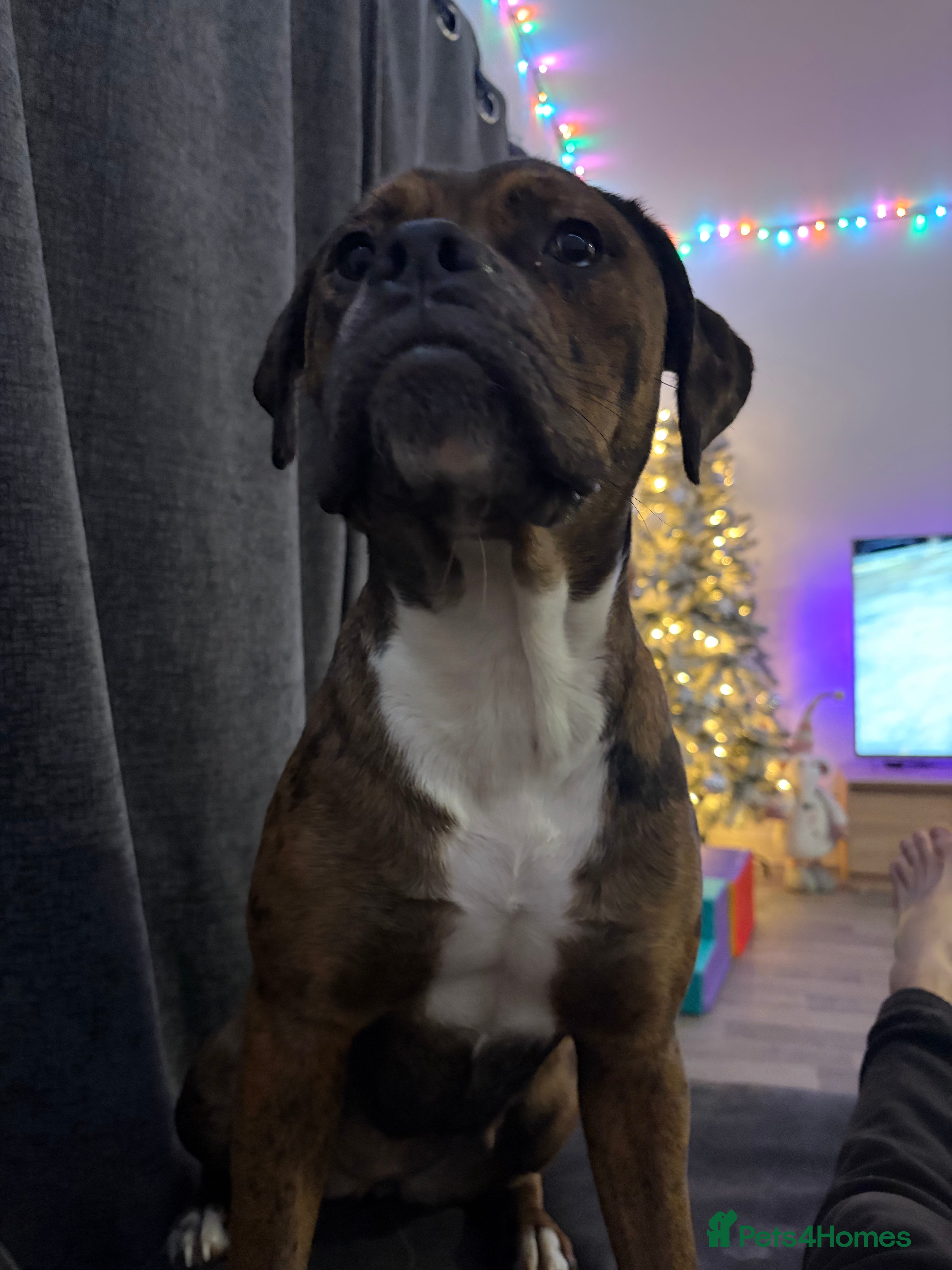 Mixed Breed dogs Ruby  - Advert 1