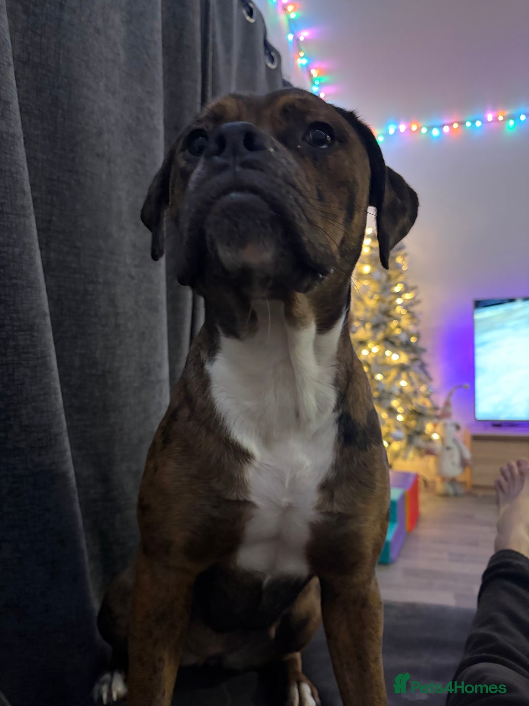 Mixed Breed dogs for sale: Ruby  - Advert 1