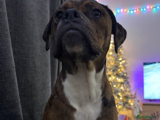 Mixed Breed dogs Ruby - Advert 2