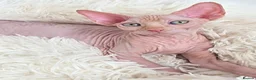Sphynx cats for sale: Beautiful Canadian Sphynx Kittens Available 💎 - Advert 29