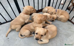 Mixed Breed dogs for sale: Golden retriever x pointer puppies - Image 3