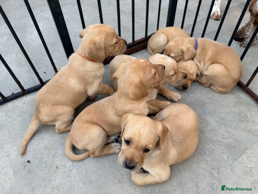 Mixed Breed dogs for sale: Golden retriever x pointer puppies - Image 3