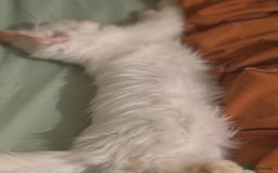 Ragdoll cats for sale: Long-haired Ragdoll Kitten Icy Blue Eyes 💎🐾 - Image 11