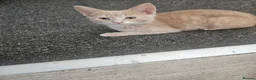 Mixed Breed cats for sale: 3 beautiful kittens ready now - Advert 3