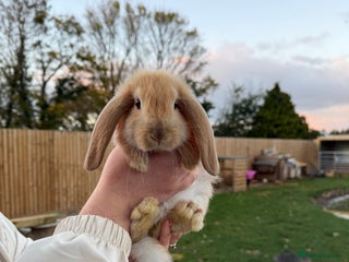 French Lop rabbits - Advert 3
