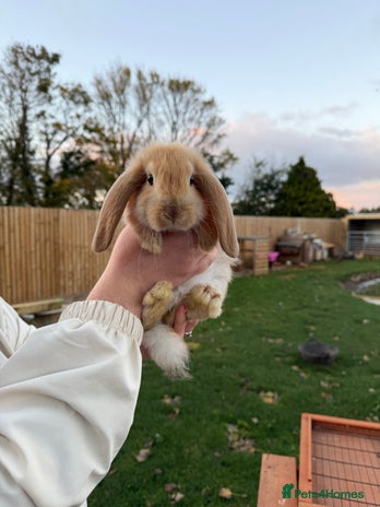 French Lop rabbits - Advert 3