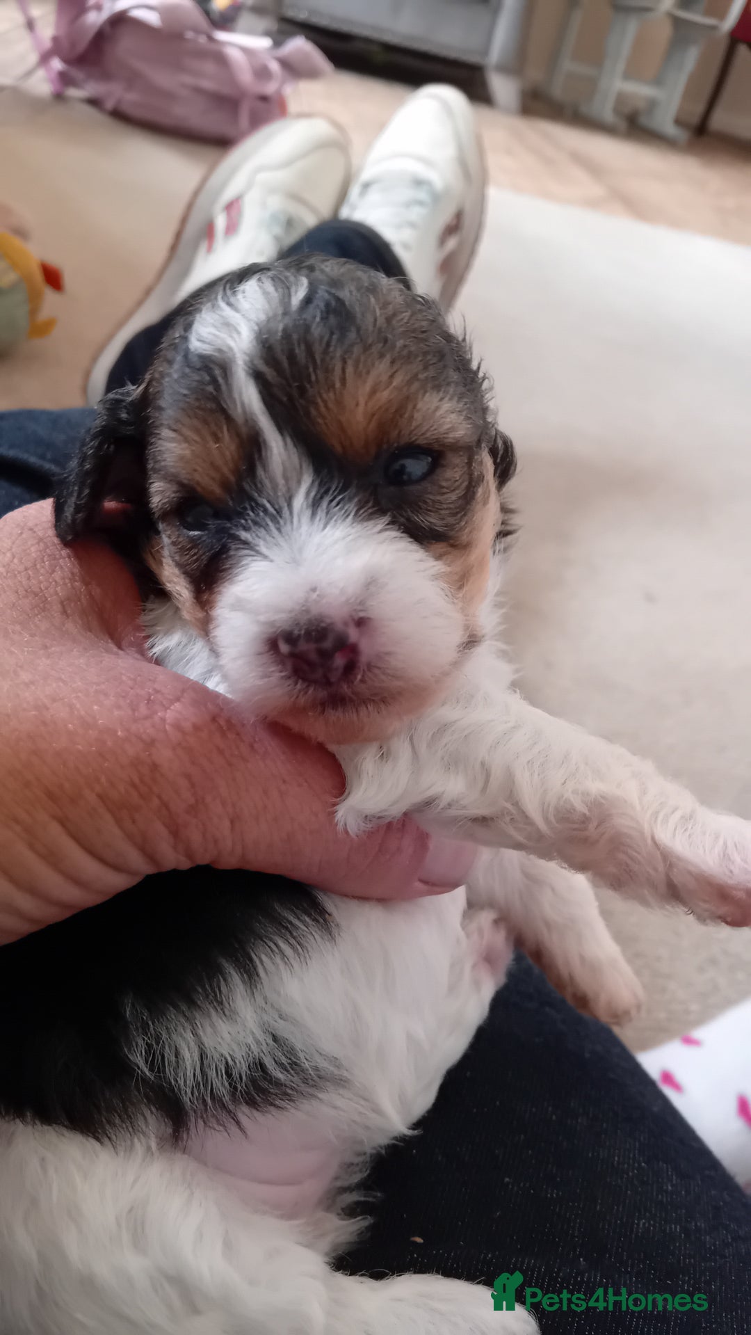 Mixed Breed dogs for sale: Adorable puppies  - Image 8