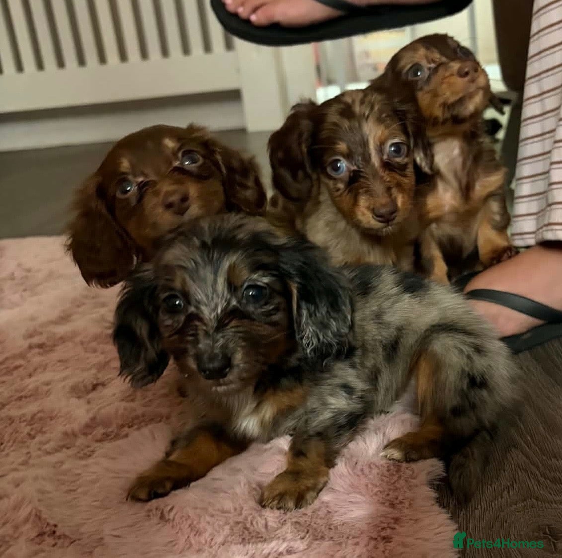 Miniature Dachshund dogs Fluffy miniature dachshund  - Advert 1