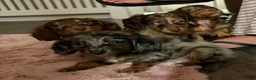 Miniature Dachshund dogs for sale: Fluffy miniature dachshund ONE LEFT - Advert 5
