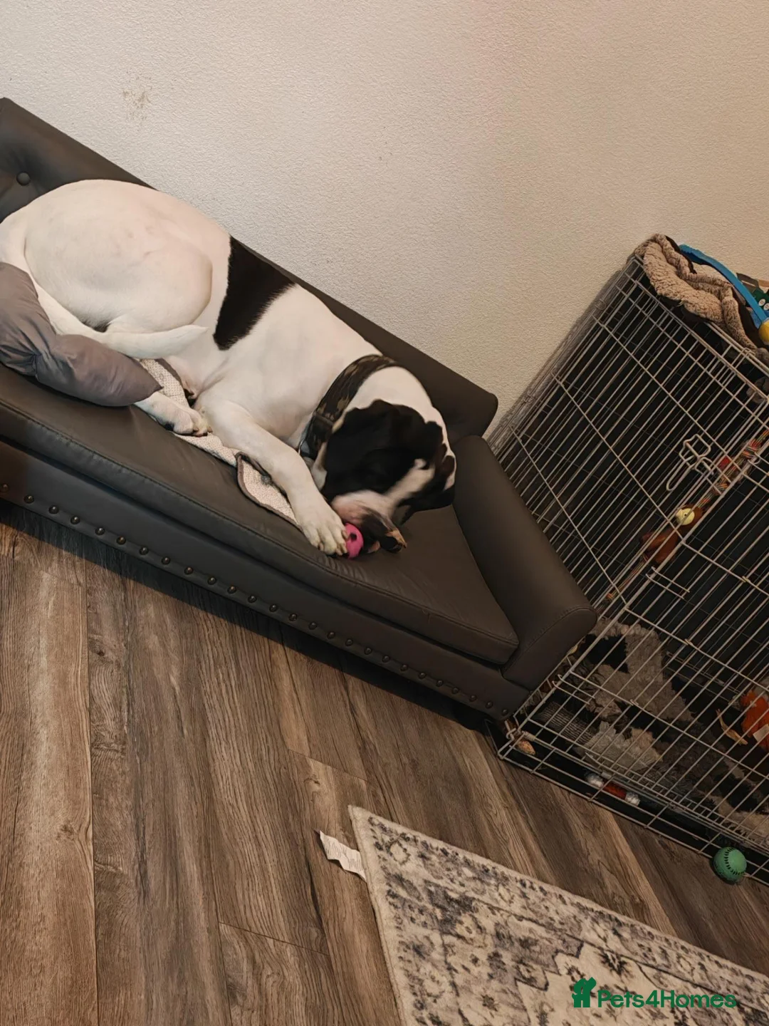 Mixed Breed dogs for sale: Mastiff x - Advert 4