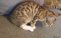 Bengal cats for sale: Bengal kittens for sale - Image 8