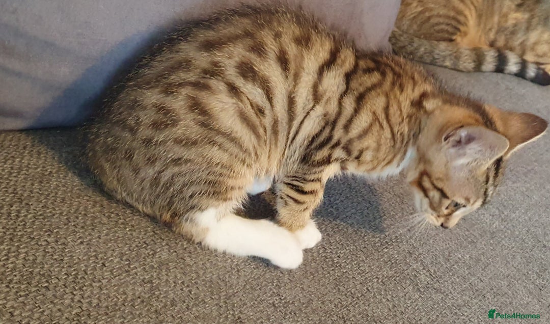 Bengal cats for sale: Bengal kittens for sale - Image 8