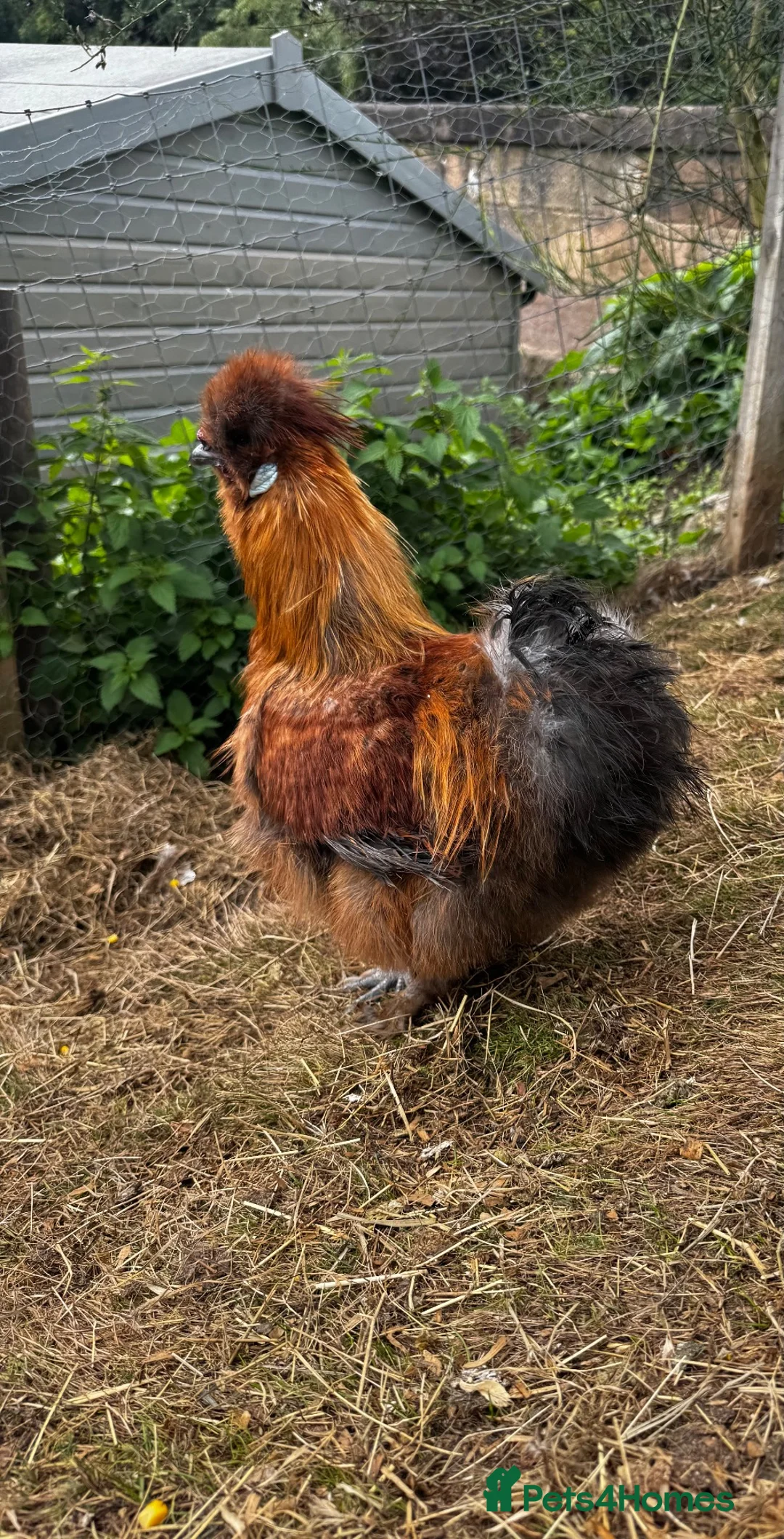 Chickens poultry for sale: silkie roosters - Advert 2