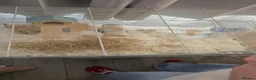 Gerbil rodents for sale: 2 x make gerbils in Bedford - Advert 3