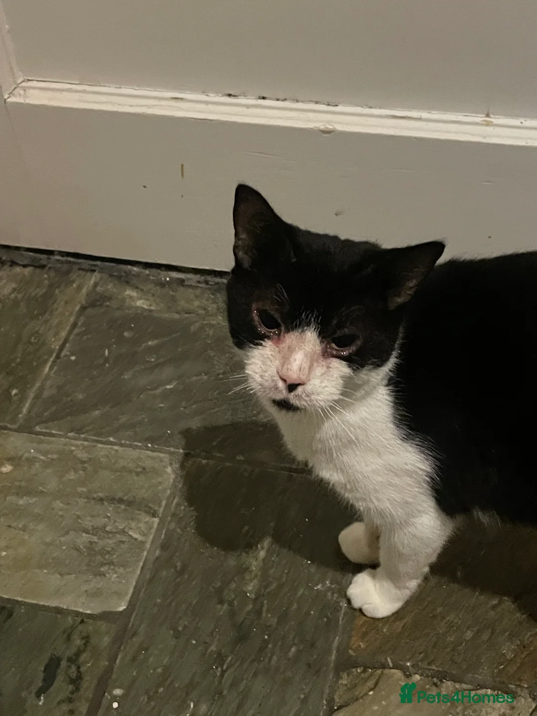 Mixed Breed cats for sale: 4 Gorgeous female kittens  in London - Advert 1