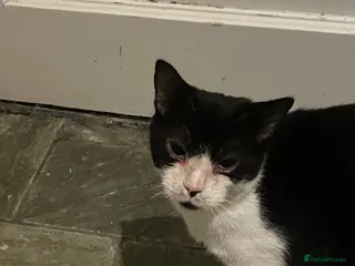 Mixed Breed cats 4 Gorgeous female kittens - Advert 1