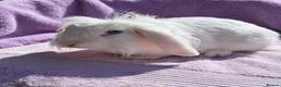 Mini Lion Lop rabbits for sale: Breeding pair of mini lion lops plus babies - Advert 19