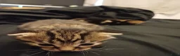 Mixed Breed cats for sale: Two beautiful tabby kittens. - Advert 4
