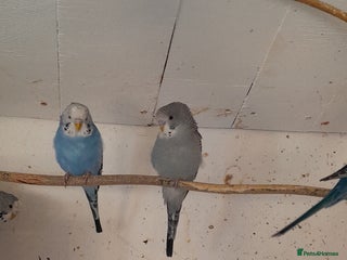 Budgerigars birds - Advert 18