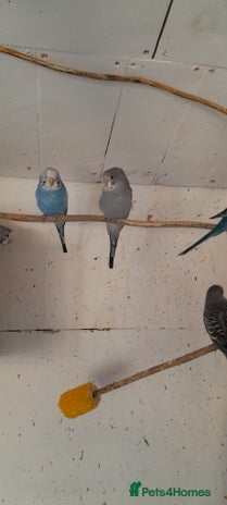 Budgerigars birds - Advert 2