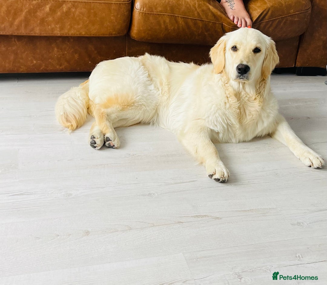 Golden Retriever dogs for sale: Golden puppies  - Image 14