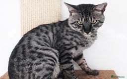Savannah cats for sale: Retired F5 Silver Savannah boy with black nose - Image 3